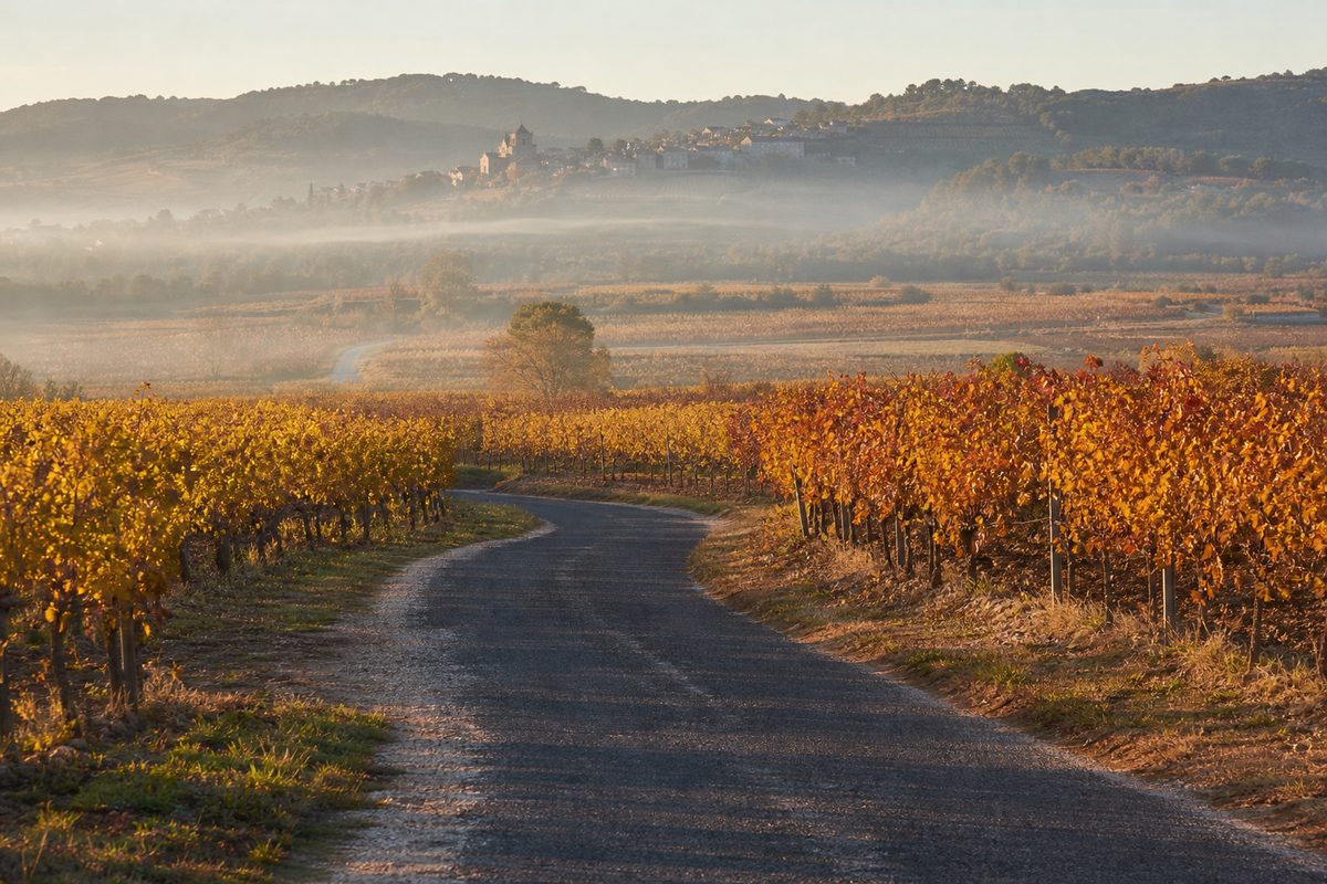 Camí d'asfalt entre vinyes de color tardorenc del Penedès, amb boira a l'alba